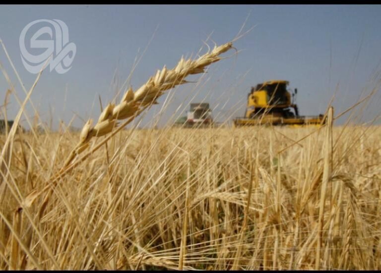 تناقض-بين-وزارتي-الزراعة-والتجارة-حول-مخزون-الحنطة-يثير-قلق.jpeg