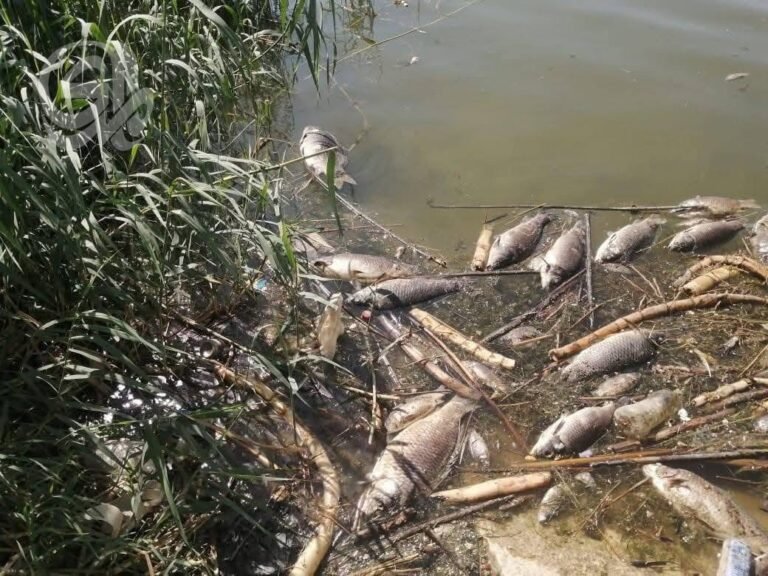 أزمة-بحيرات-تربية-الأسماك-في-صلاح-الدين-بين-شح-المياه.jpeg