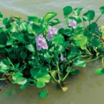 تستهلك-يوميا-3–5-لترات-زهرة-النيل-تجتاح-خمس-محافظات-وتحذيرات.webp.webp