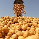 من-البطاطا-إلى-البصل-الزراعة-تغلق-باب-الاستيراد-أمام-40.jpg